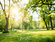 © Watcharakorn - day in the park. tree, nature, trees, park, forest, landscape, grass, spring, summer, leaf, leaves, wood, autumn, branch, woods, foliage, sky, sun, meadow, blossom, oak, outdoors, orchard, garden, pla