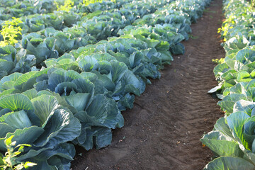 Wall Mural - Green cabbages growing in field on sunny day