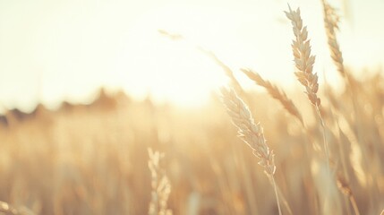 Wall Mural - The golden corn cobs bask in sunlight, showcasing their ripe kernels in a vibrant, sunlit field