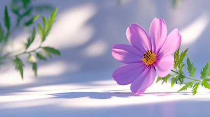 Fototapete - Detail of shadow on a white background featuring a pink cosmos flower in 3D cartoon rendering creative style