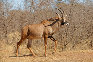 Wall Mural - a rare roan antelope (hippotragus equinus) in natural habitat, south africa.
