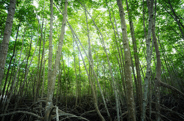 Wall Mural - green mangrove forest. natural carbon sink fight climate change. sustainability in carbon-neutral ec