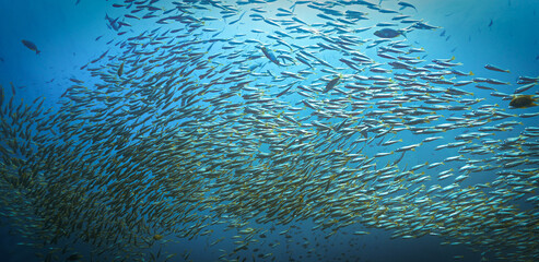 Wall Mural - Underwater photo of school of snapper fish in the deep blue sea. From a scuba dive in the Andaman Sea in Thailand.