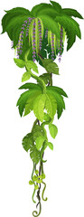 Wall Mural - tropical jungle forest vertical liana, vine branch. african rain forest jungle vine plant branch iso