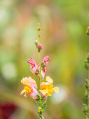 Wall Mural - Pink flowers in the garden called Snapdragon or Antirrhinum majus or Bunny rabbits.