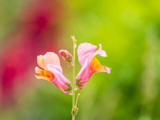 Wall Mural - Pink flowers in the garden called Snapdragon or Antirrhinum majus or Bunny rabbits.