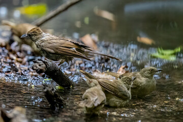 Beautiful bird in Asian, It is a kind of bird found in Thailand.