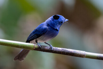 Beautiful bird in Asian, It is a kind of bird found in Thailand.