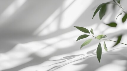 Wall Mural - soft sunlight casts delicate shadows of leaves against a bright background, creating a serene and ca