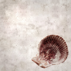 Wall Mural - textured stylish old paper background, square with shell of Talochlamys pusio, fan clam