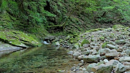 Wall Mural - A mountain stream in the forest