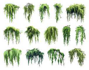 green jungle moss set. marsh forest plant. creeping grouth lichen hanging on the tree brunches. bota