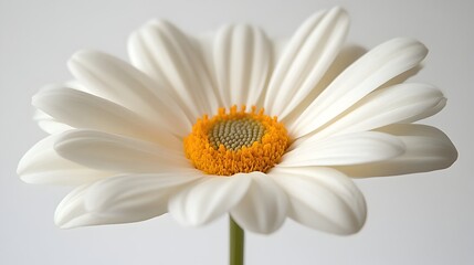 Poster - Stunning pristine white daisy flower in full bloom with a bright orange center set against a clean,minimalist background. The delicate petals and serene.