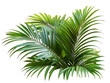© SBAPNA - Green palm leaves isolated on white background, close up view. Tropical foliage banner with copy space for text and design with Isolated white  background [PNG].