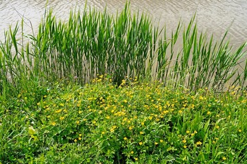 Wall Mural - Butterblumen und Schilf am Kanal