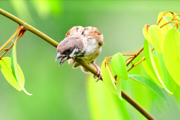 Wall Mural - A sparrow is perched on a branch. of cat's milk flower to eat pollen and seeds,sparrow,House sparrow,a small bird that can easily be found perched on a tree branch.(passer domesticus)