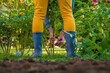 © andreaobzerova - Woman using pruning shears to cut back dahlia plant foliage before digging up the tubers for winter storage. Autumn gardening jobs. Overwintering dahlia tubers.