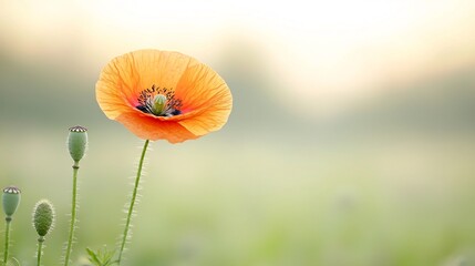 Leinwandbilder - Exquisite close up of a vibrant poppy flower in full bloom showcasing the intricate details of its delicate petals and striking stamens  The image is set against a gentle backdrop of soft