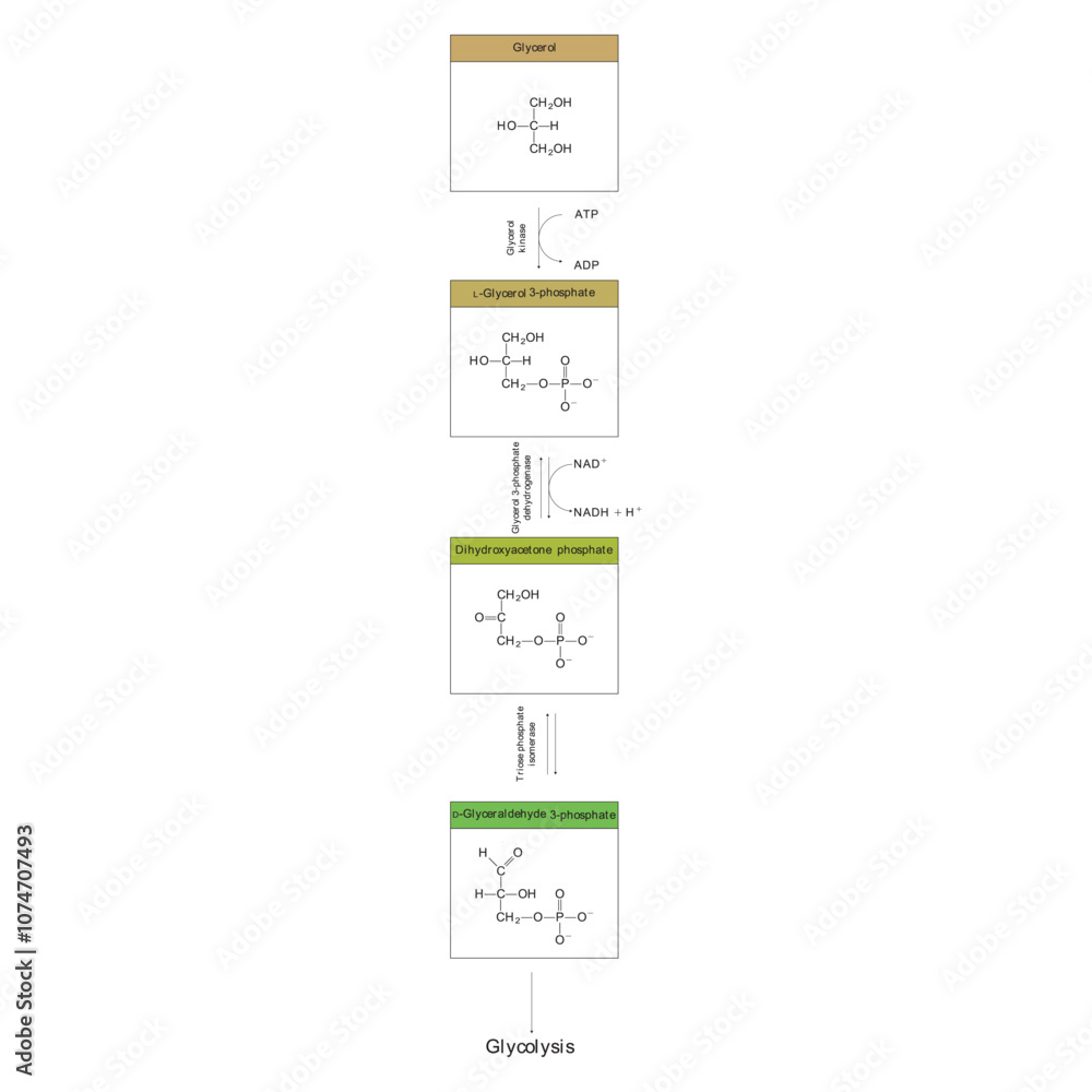Diagram showing conversion of Glycerol to DAG and glycolysis ...