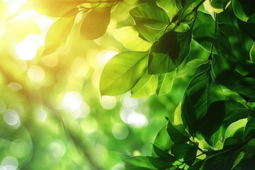 Wall Mural - sunny abstract green nature background selective focus