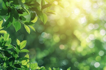Wall Mural - sunny abstract green nature background selective focus