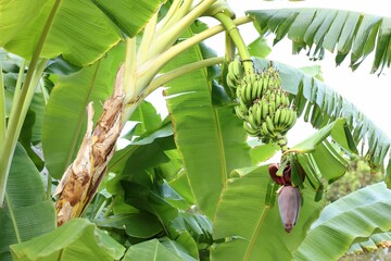 Wall Mural - tropical tree with green leaves and ripening bananas outdoors