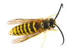 Yellowjacket, wasp isolated on white, top view