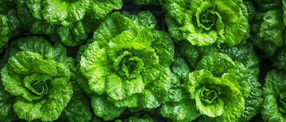 Poster - Futuristic hydroponic vertical farm with rows of green lettuce, hightech farming systems for maximum yield and freshness