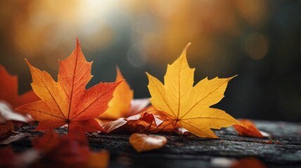 Two vibrant maple leaves resting on a wooden surface, illuminated by bright sunlight.