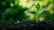 © pkproject - Vibrant Seedling Emerging from Fertile Soil,Symbolizing Growth and Sustainable Investment