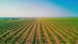 © vadosloginov - Aerial view of a sprawling coconut plantation under clear blue skies in a tropical region with rows of trees extending to the horizon