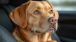 © julija - a lovable labrador dog sits comfortably in a car, exuding warmth and companionship. the scene captures a moment of joy and adventure, showcasing the special bond between pets and their owners