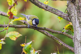 Bogatka lub sikora bogatka (Parus major) gatunek małego, częściowo wędrownego ptaka wróblowego z rodziny sikor (Paridae)