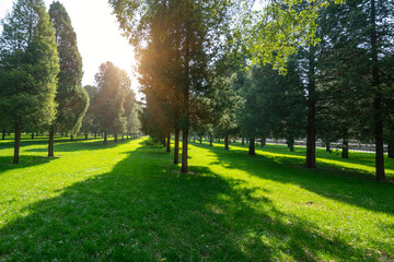 Wall Mural - Sunlight passes through the forest