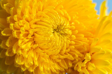 Wall Mural - Yellow large chrysanthemum close up. Macro