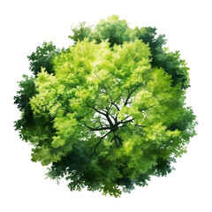 tree top view watercolor isolated on transparent background cutout