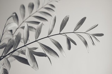 Wall Mural - a single branch of leaves against a light background captured in black and white.