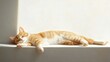 © ebosBond - Relaxed Cat Lounging on Sunlit Windowsill