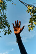 © Connect Images - A hand reaching towards the sky framed by tree branches against a clear blue sky