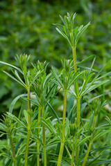 Wall Mural - The Cleavers Galium aparine have been used in the traditional medicine for treatment of disorders of the diuretic, lymph systems and as a detoxifier