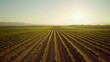 © cynz - Aerial shot of a sprawling vineyard with rows of grapevines arranged in a symmetrical pattern, stretching out towards the horizon under a clear sky. No text, no logo, wide angle shot, cinematic