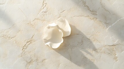 Wall Mural - A light background with a single white rose petal placed in the center, capturing the beauty of minimal floral detail. No text, no logo, wide angle shot, cinematic scene, 4k resolution