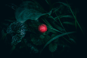 Wall Mural - A close up of a red Mock Strawberry