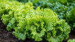 © Halina - Fresh and vibrant green lettuce plants growing in a well tended vegetable garden with rich soil and healthy foliage