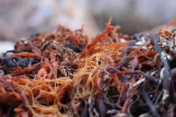 Graves Island, Nova Scotia, November 7 2024