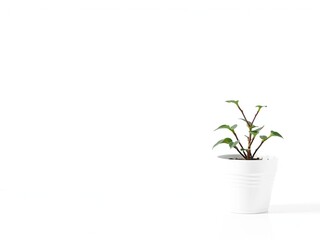 Single White Potted Plant on White Surface, quiet elegance, clean surface, white potted plant