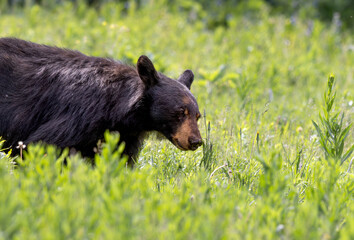 Black Bear in Meadow Eating Flowers