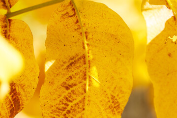 Poster - A leaf with a brown spot is shown in a close up