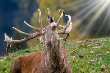 Fototapete - Hirsch schreit im Morgenlicht