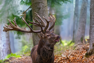 Fototapete - Hirsch im herbstlichen Wald